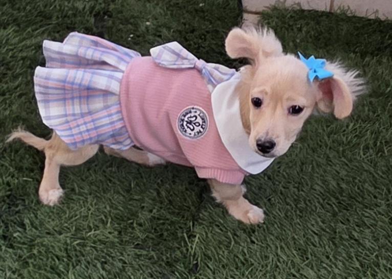 Enlarge Kia, an adopted mixed breed in Fallbrook, CA image 5/6