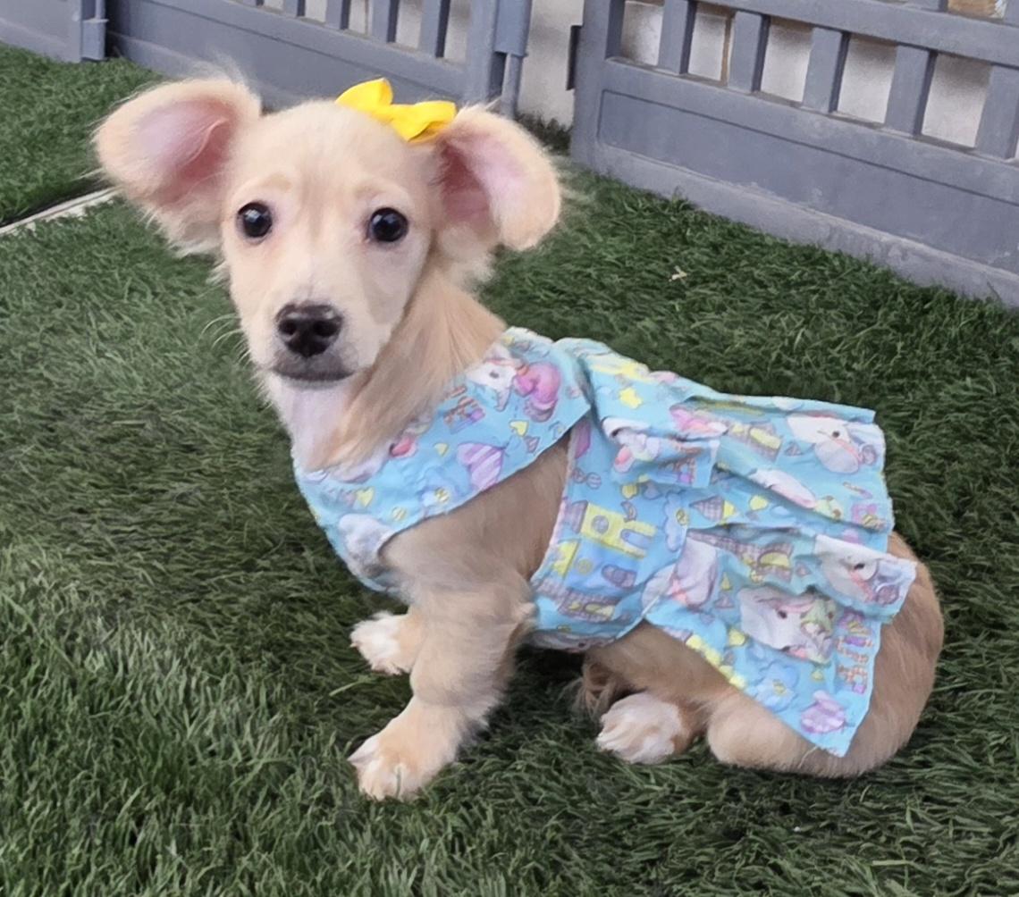 Enlarge Kia, an adopted mixed breed in Fallbrook, CA image 4/6