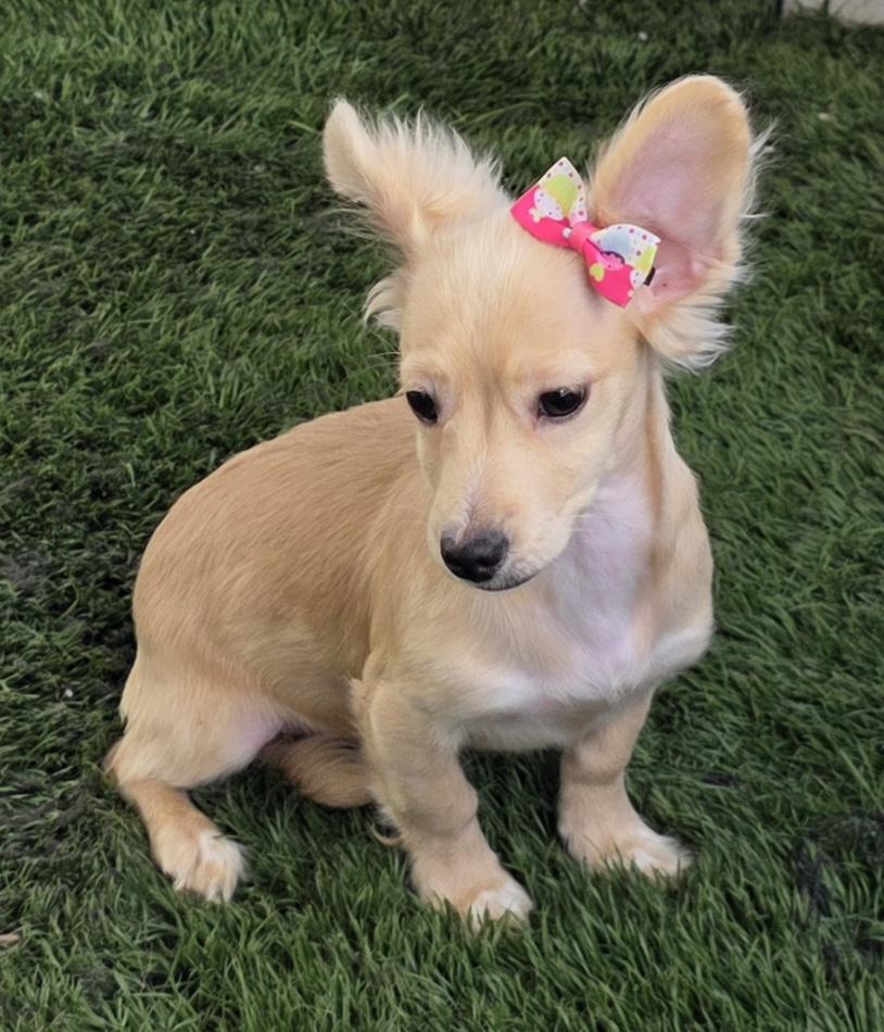 Kia, adopted, Puppy Female Poodle (Toy) & Corgi.