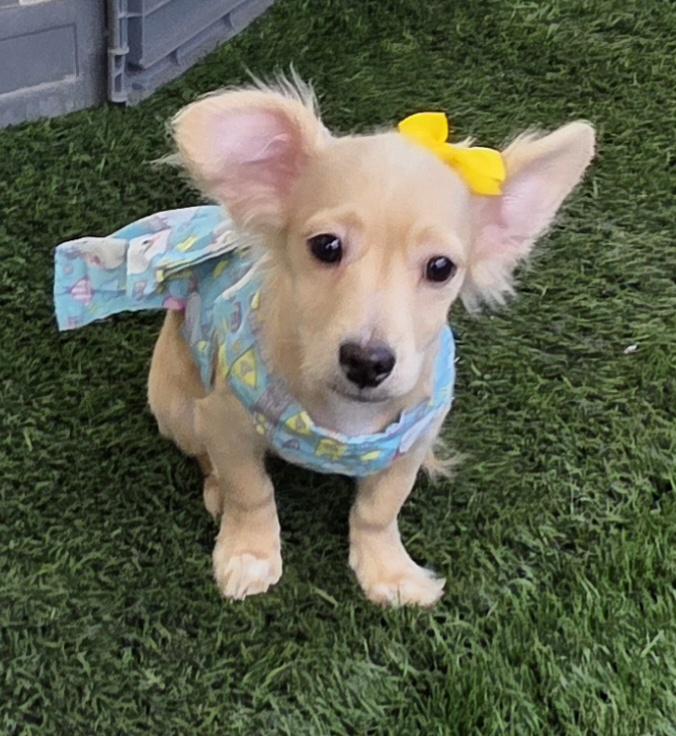 Enlarge Kia, an adopted mixed breed in Fallbrook, CA image 6/6