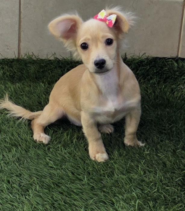 Enlarge Kia, an adopted mixed breed in Fallbrook, CA image 2/6