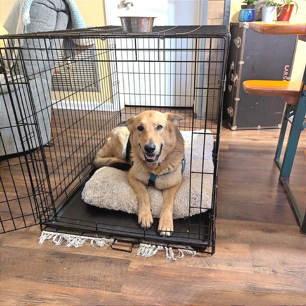 Layla, Adoptable, Adult Female Mixed Breed.