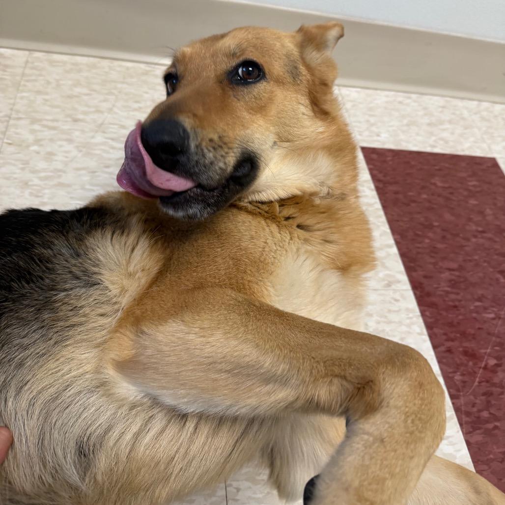 Enlarge Layla, a Adoptable Mixed Breed in Hendersonville, NC image 2/6