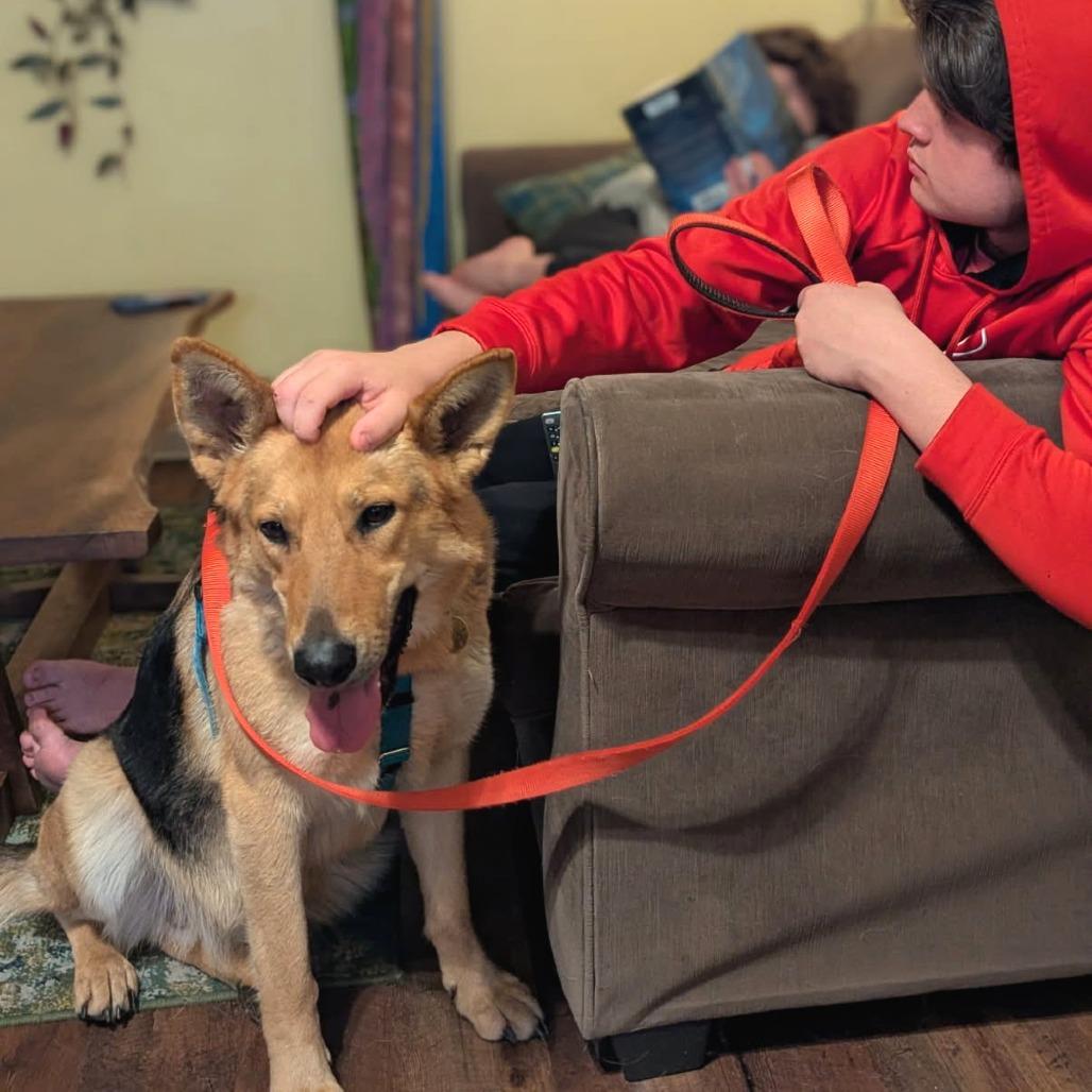 Enlarge Layla, a Adoptable Mixed Breed in Hendersonville, NC image 3/6