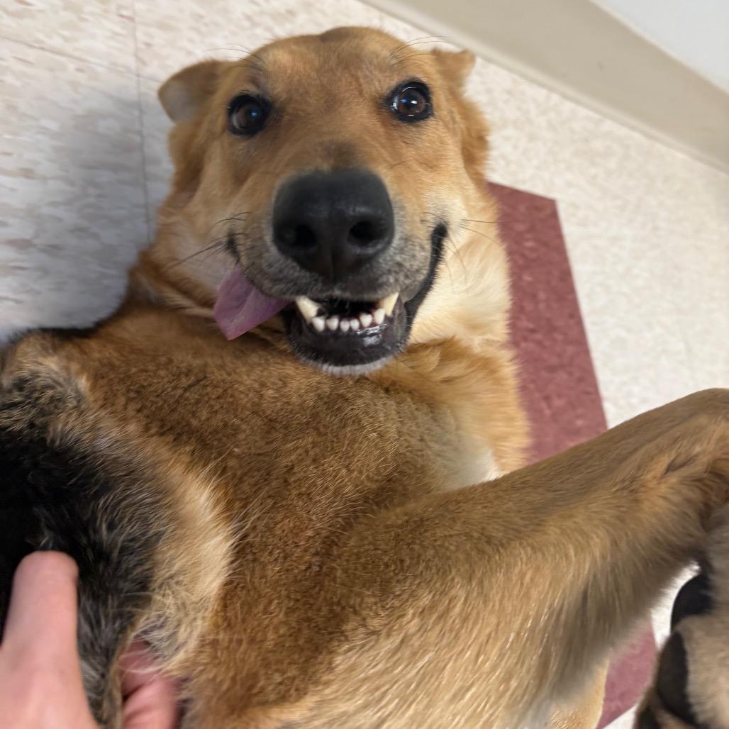 Enlarge Layla, a Adoptable Mixed Breed in Hendersonville, NC image 4/6