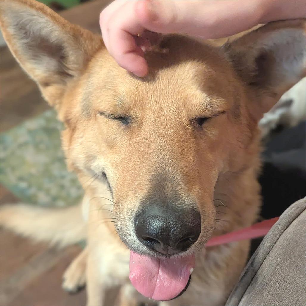 Enlarge Layla, a Adoptable Mixed Breed in Hendersonville, NC image 5/6