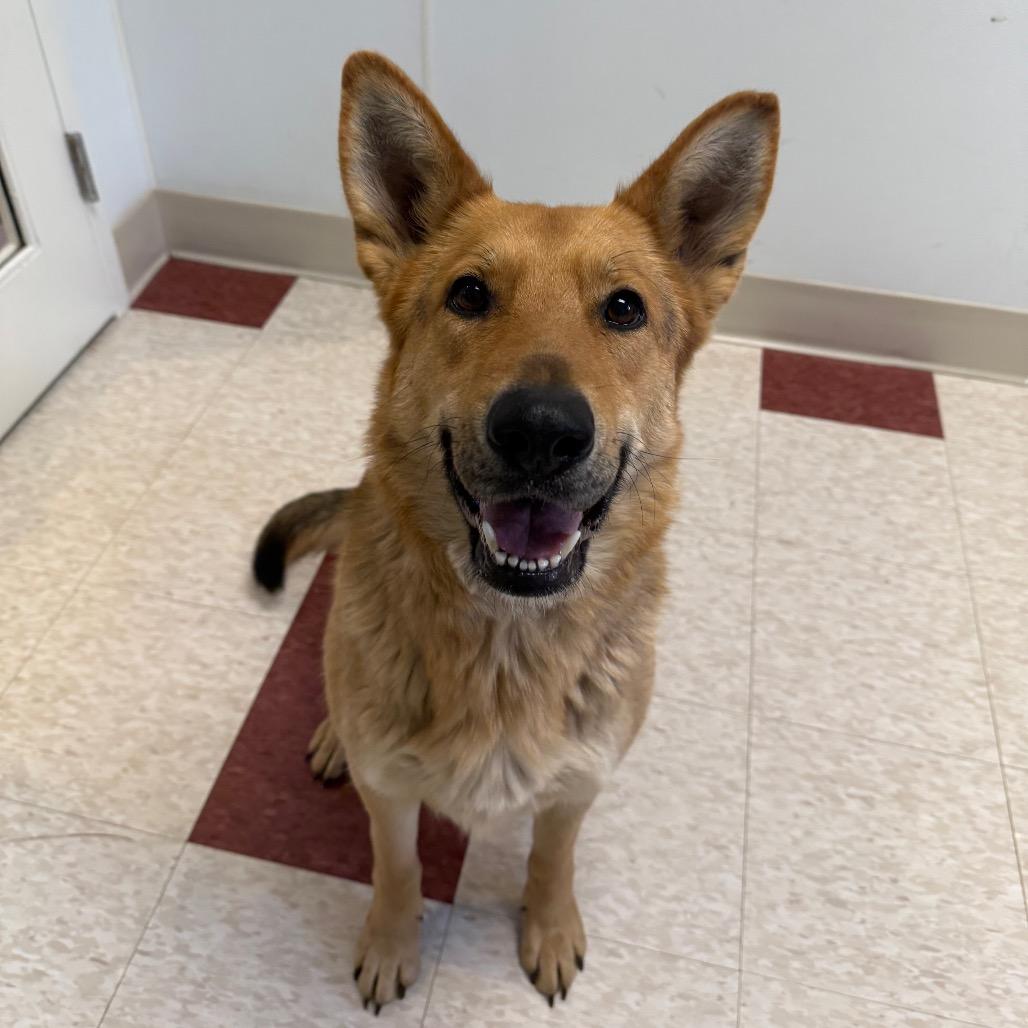Enlarge Layla, a Adoptable Mixed Breed in Hendersonville, NC image 6/6