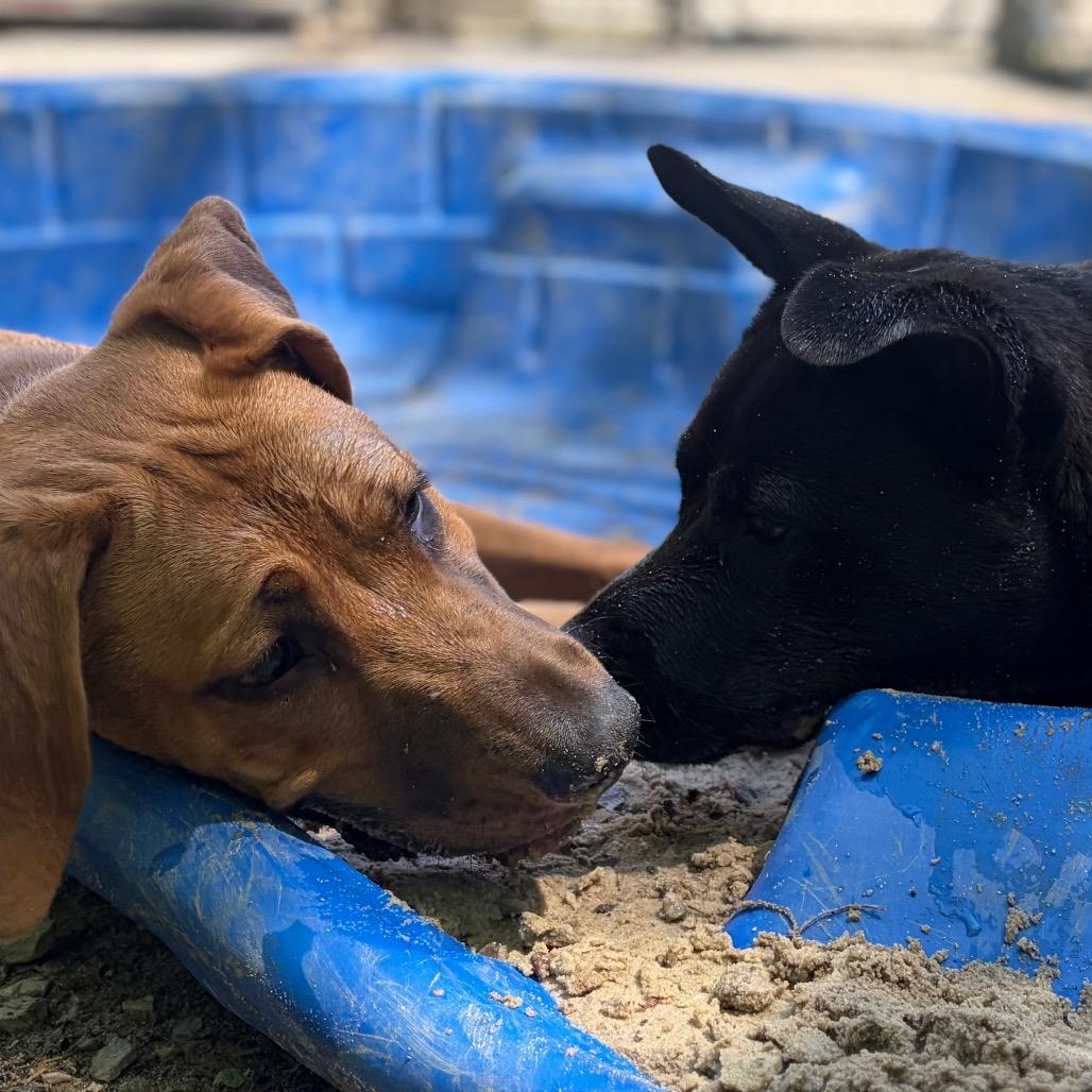 Enlarge Ally, a Adoptable mixed breed in Zanesville, OH image 2/6