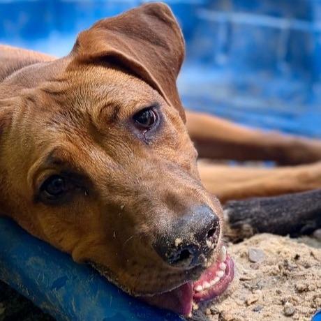 Enlarge Ally, a Adoptable mixed breed in Zanesville, OH image 3/6