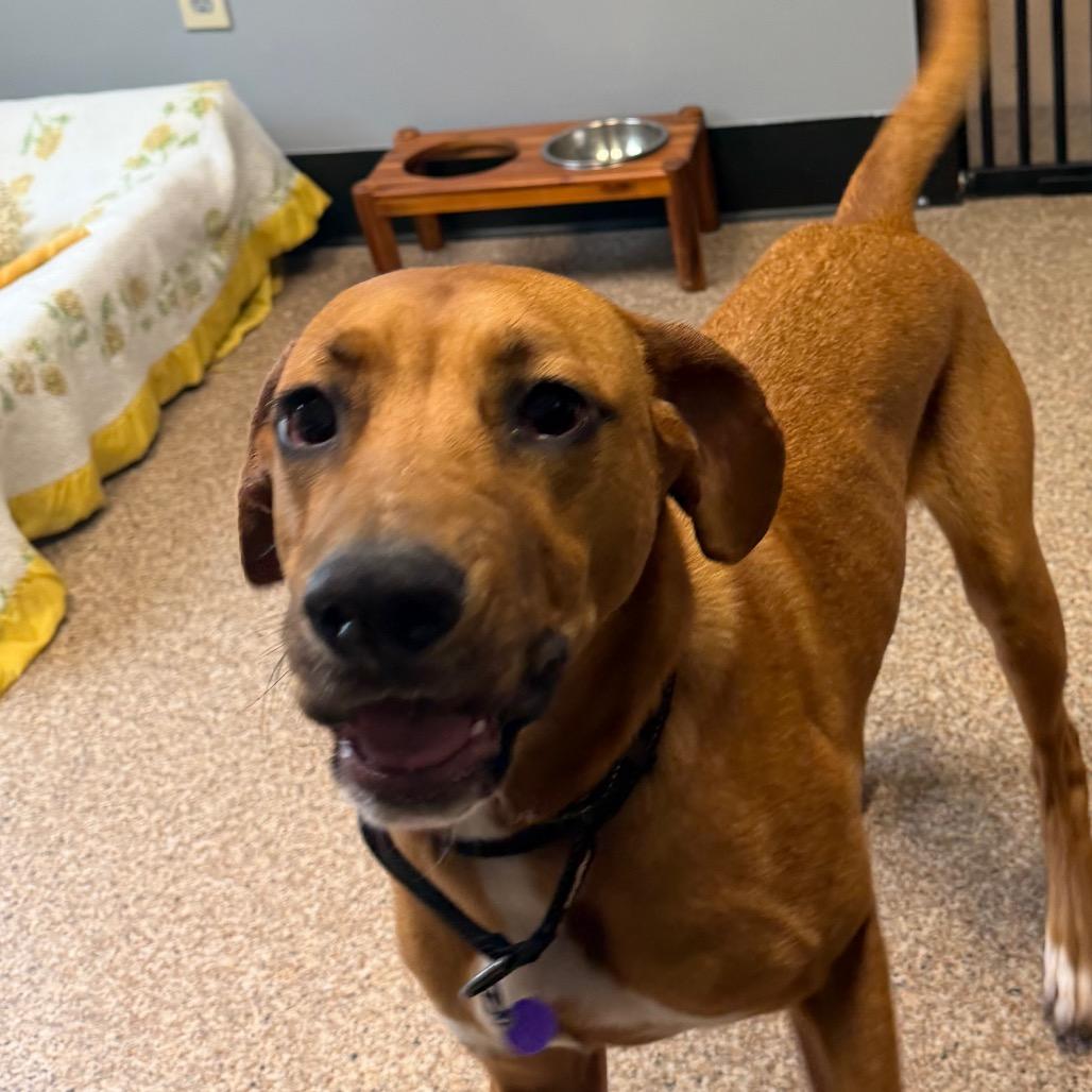 Enlarge Ally, a Adoptable mixed breed in Zanesville, OH image 4/6