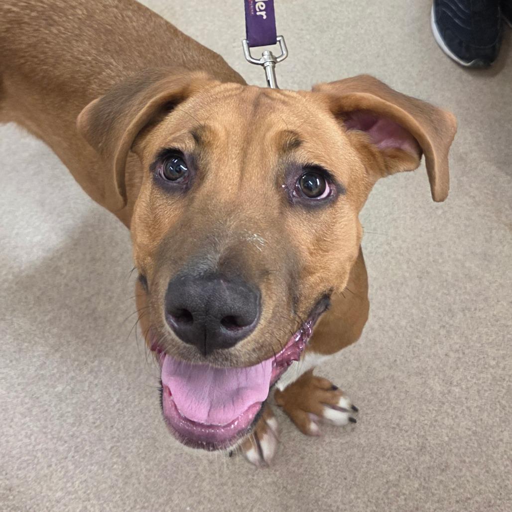 Enlarge Ally, a Adoptable mixed breed in Zanesville, OH image 5/6