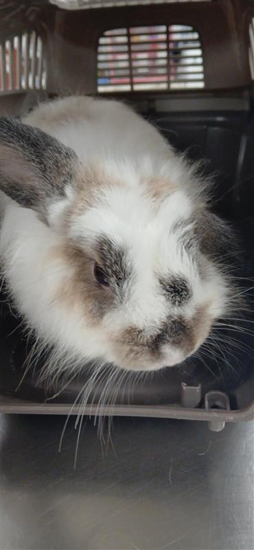 Rose jr, Adoptable, Adult Female Bunny Rabbit.