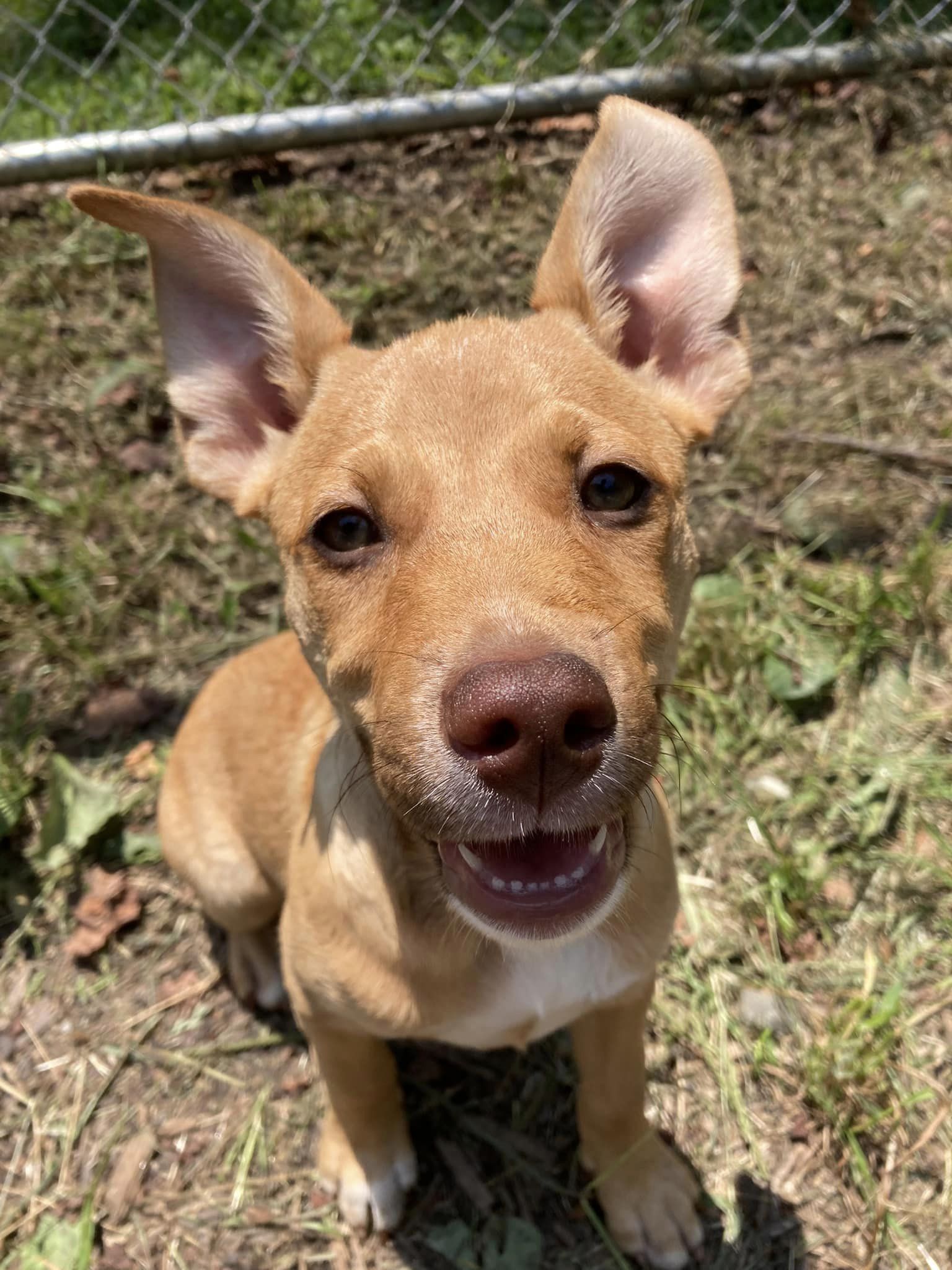 Enlarge Nova, a Adopted mixed breed in Floyd, VA image 1/5