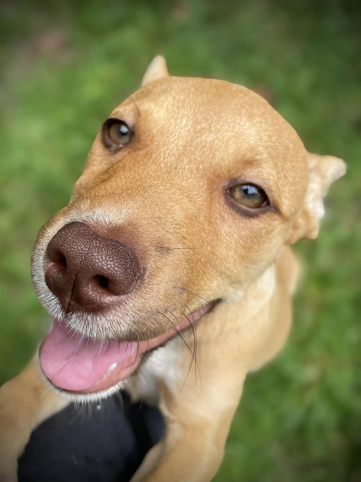 Enlarge Nova, a Adopted mixed breed in Floyd, VA image 4/5