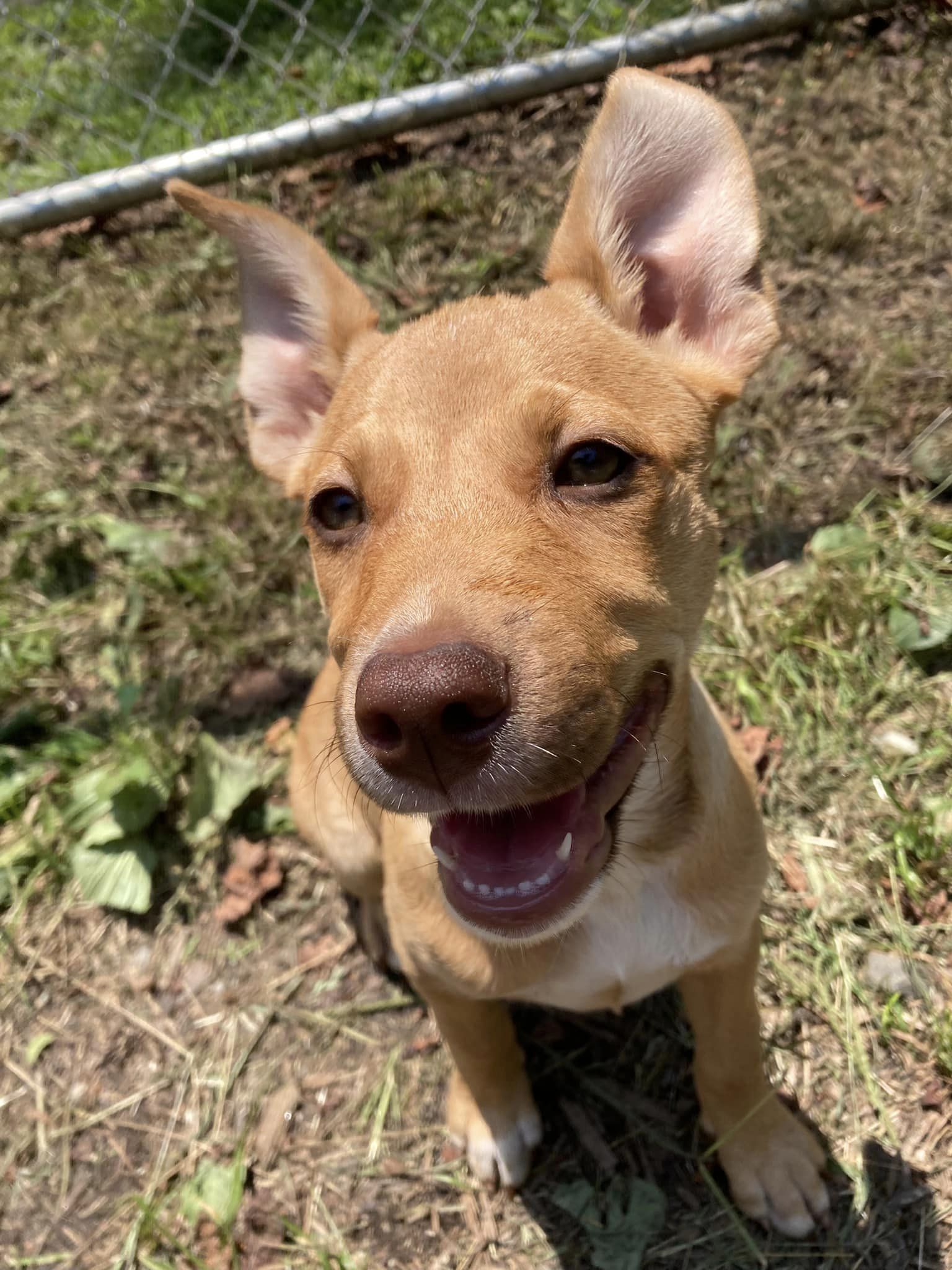 Enlarge Nova, a Adopted mixed breed in Floyd, VA image 5/5