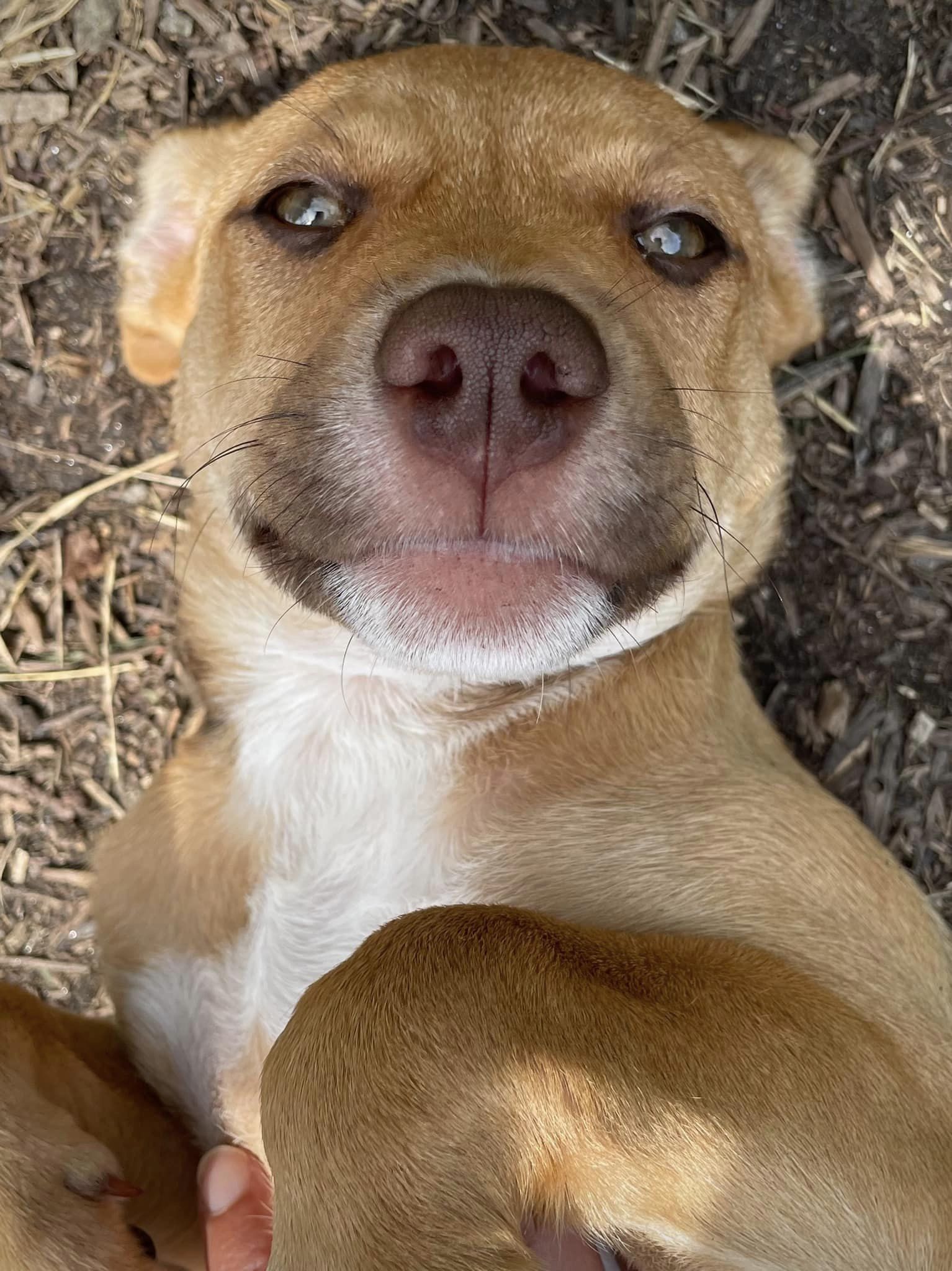 Enlarge Nova, a Adopted mixed breed in Floyd, VA image 3/5