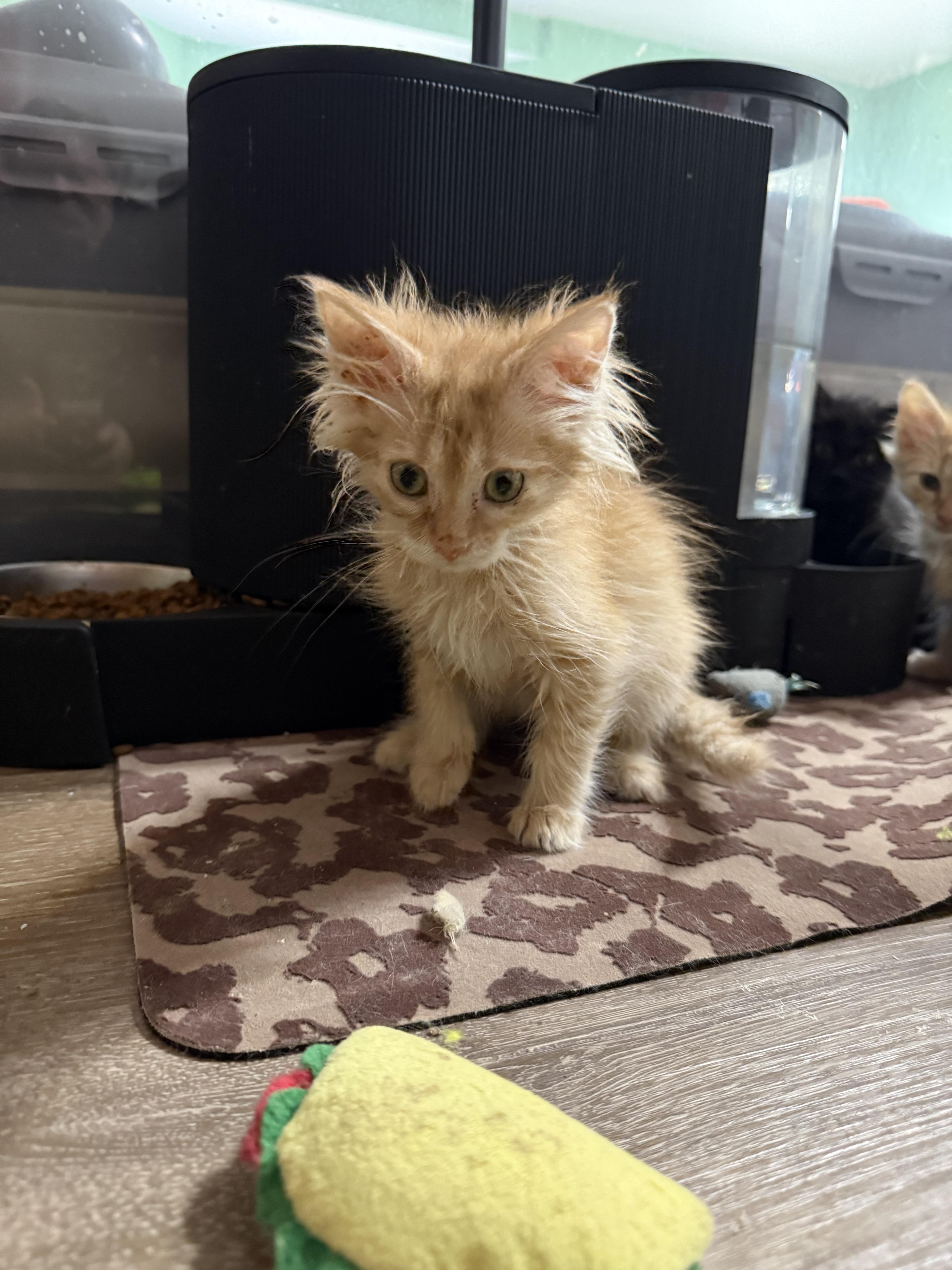 Enlarge Upcoming 30 kittens in a couple weeks., a ADOPTABLE mixed breed in Ellington, MO image 1/6