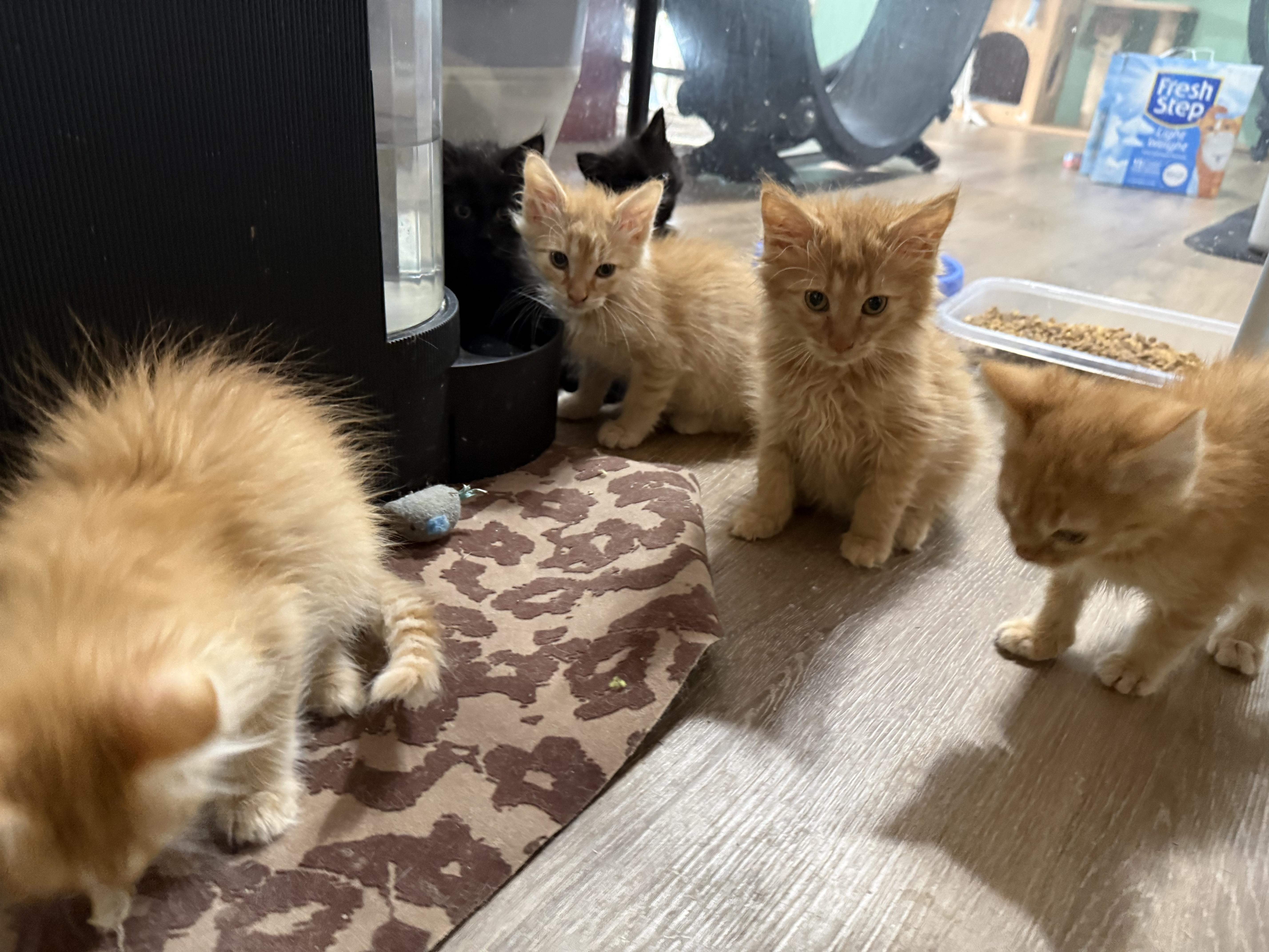 Enlarge Upcoming 30 kittens in a couple weeks., a ADOPTABLE mixed breed in Ellington, MO image 2/6