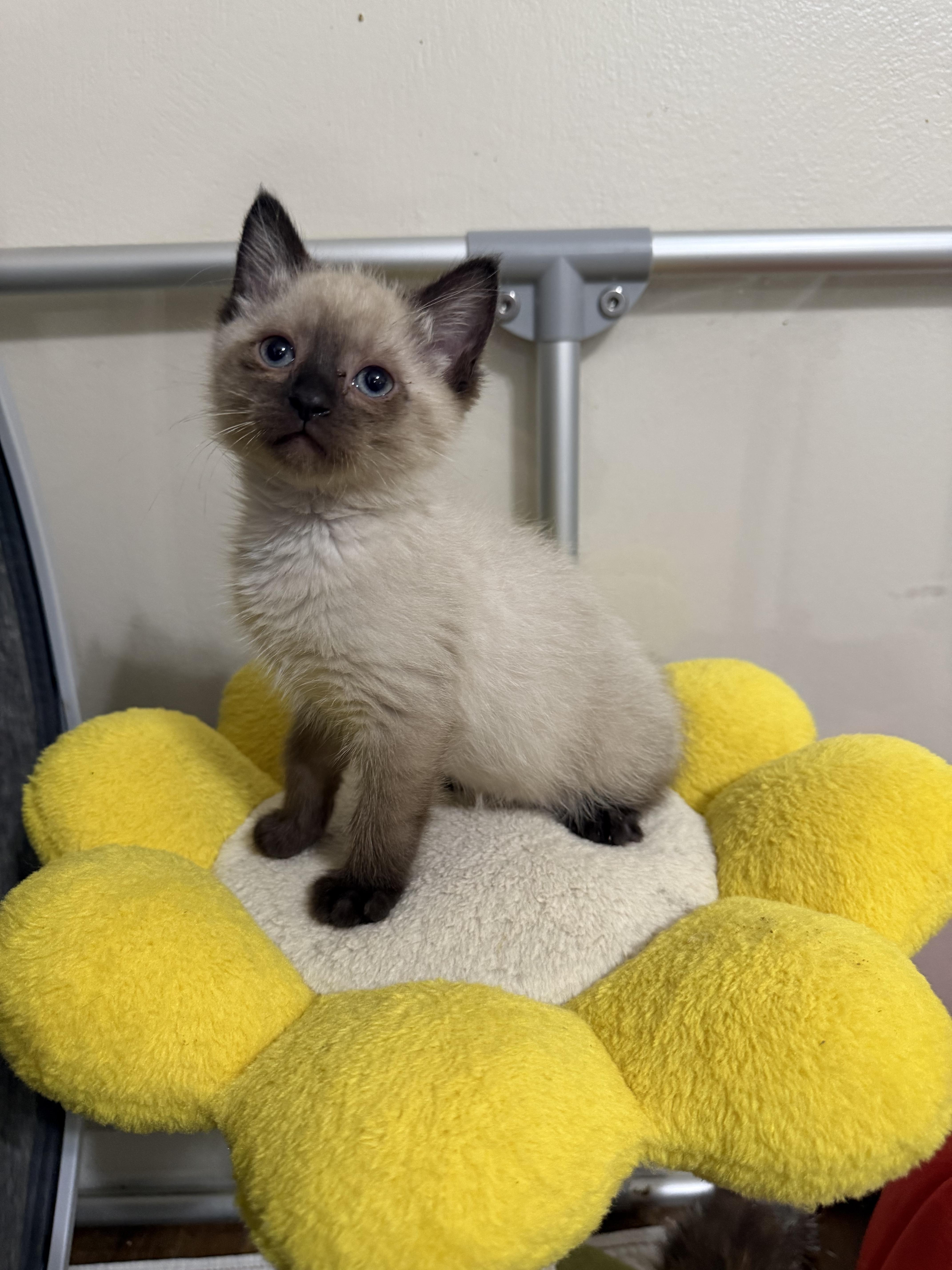 Enlarge Upcoming 30 kittens in a couple weeks., a ADOPTABLE mixed breed in Ellington, MO image 3/6