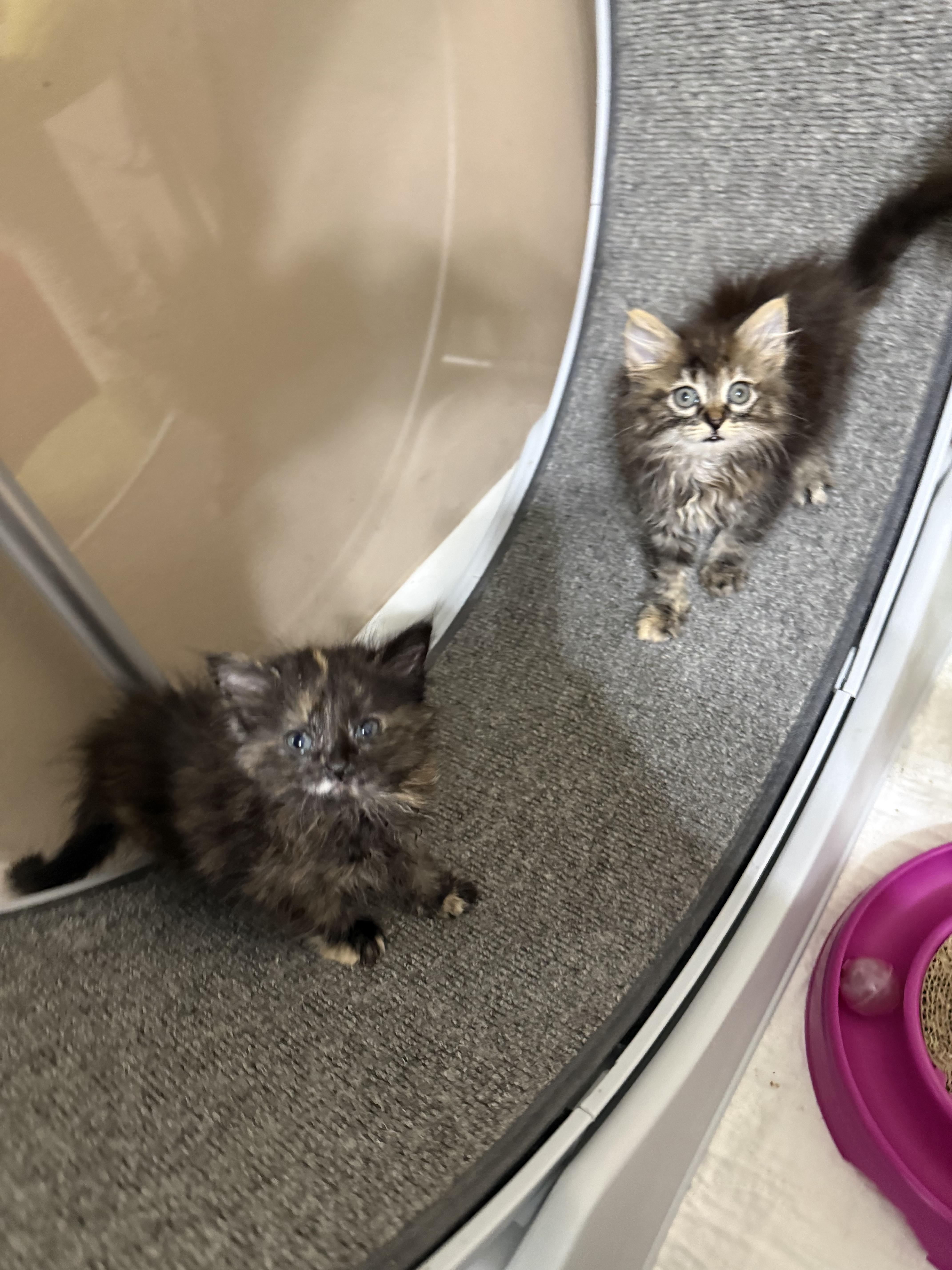 Enlarge Upcoming 30 kittens in a couple weeks., a ADOPTABLE mixed breed in Ellington, MO image 4/6