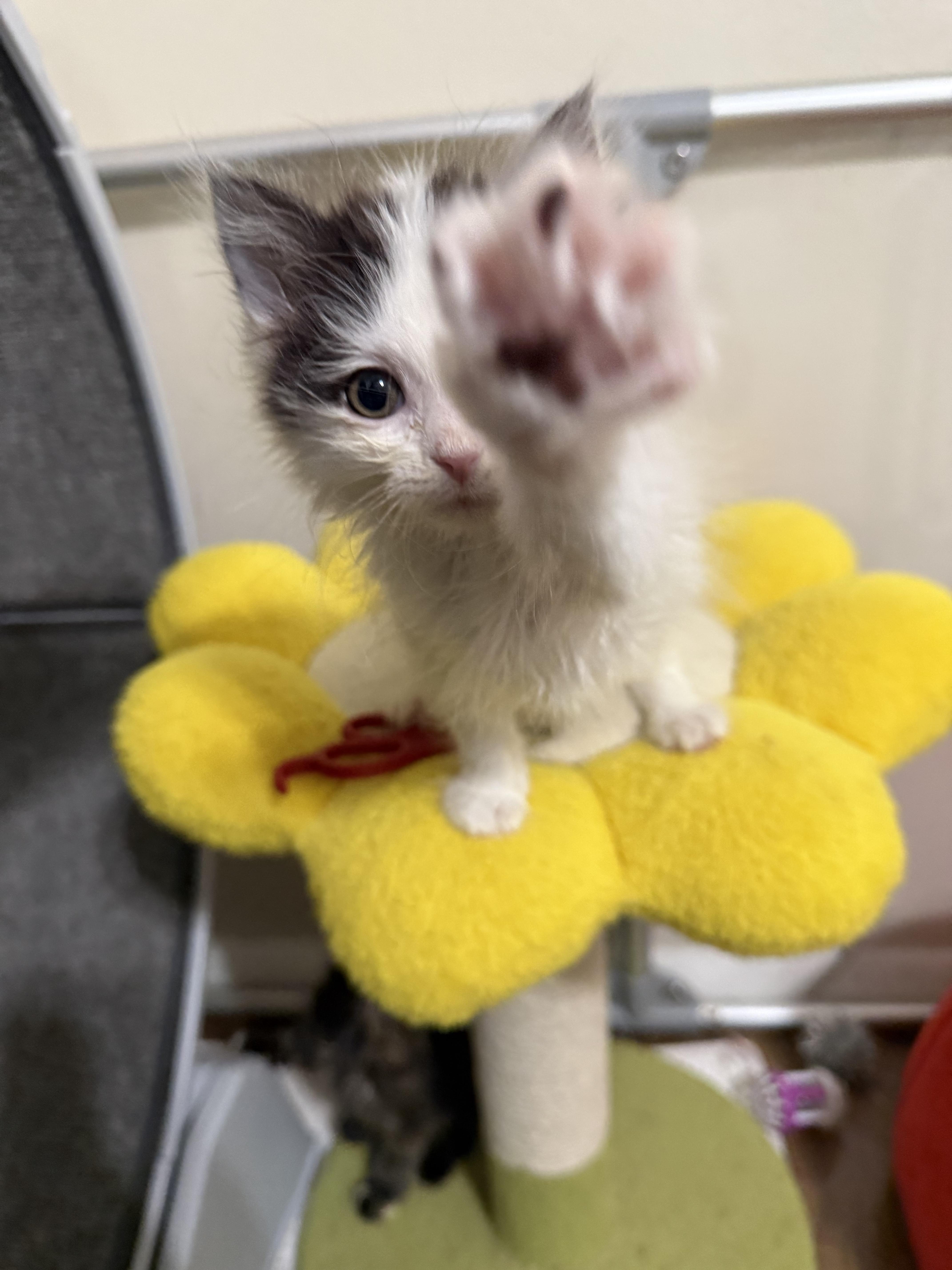 Enlarge Upcoming 30 kittens in a couple weeks., a ADOPTABLE mixed breed in Ellington, MO image 6/6