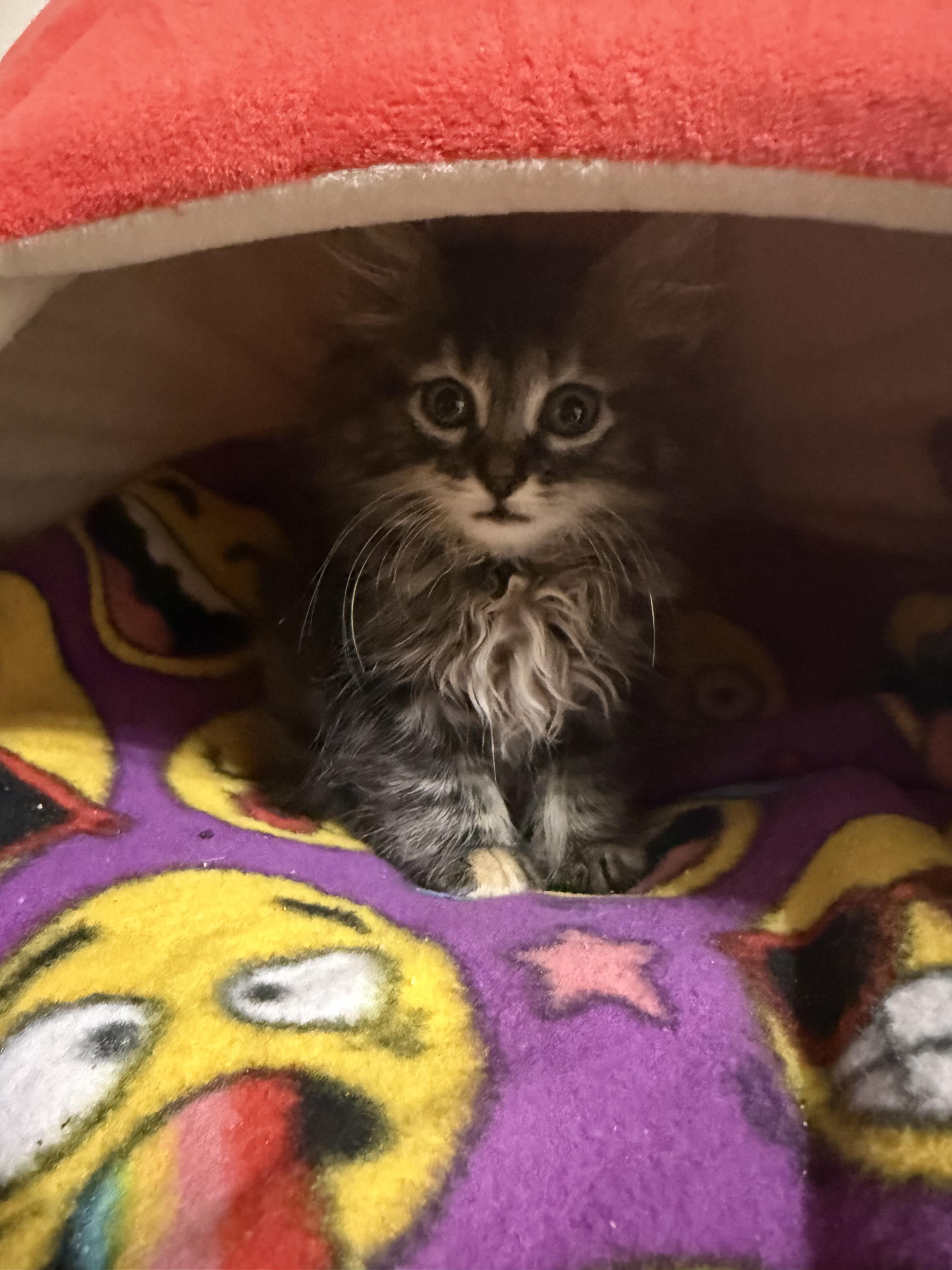 Enlarge Upcoming 30 kittens in a couple weeks., a ADOPTABLE mixed breed in Ellington, MO image 5/6