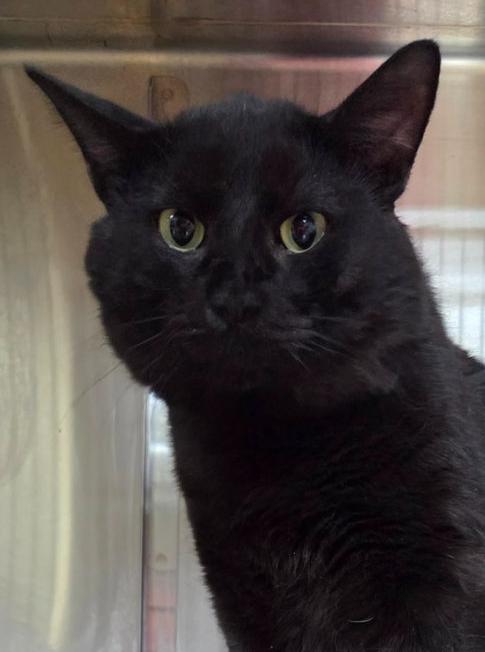 Enlarge Phil, a ADOPTABLE Domestic Short Hair in Minneapolis, MN image 2/5