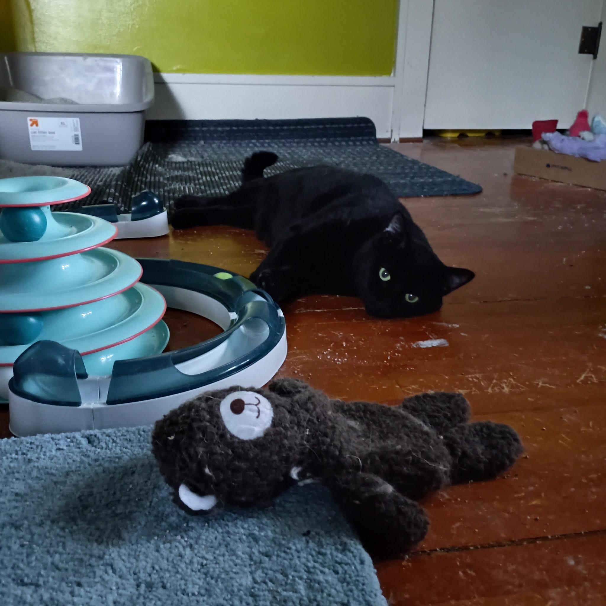 Enlarge Phil, a ADOPTABLE Domestic Short Hair in Minneapolis, MN image 4/5