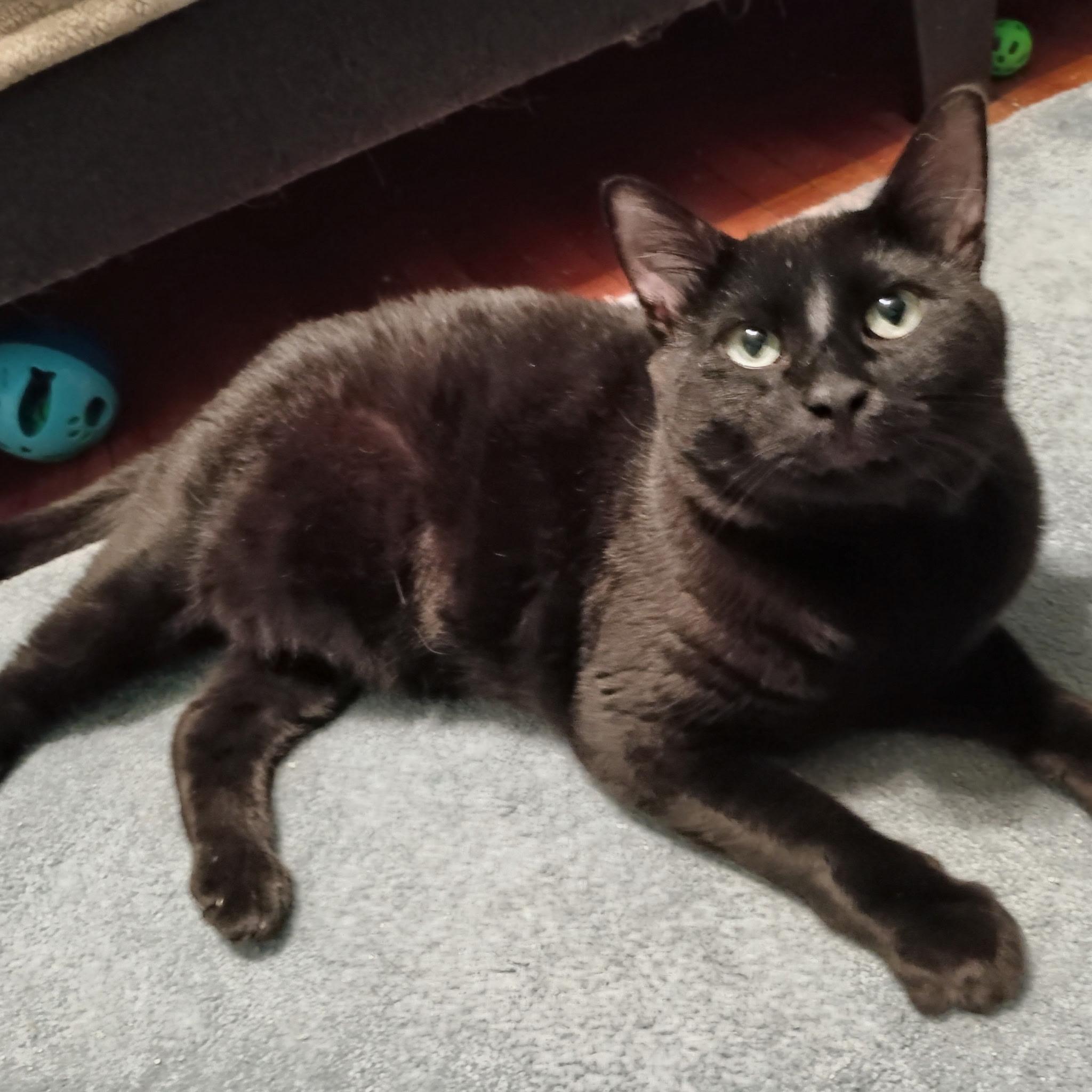 Enlarge Phil, a ADOPTABLE Domestic Short Hair in Minneapolis, MN image 5/5