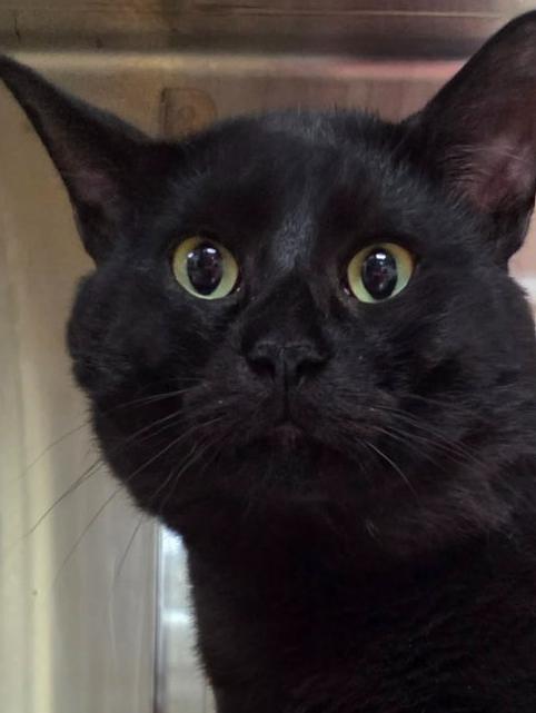 Enlarge Phil, a ADOPTABLE Domestic Short Hair in Minneapolis, MN image 3/5