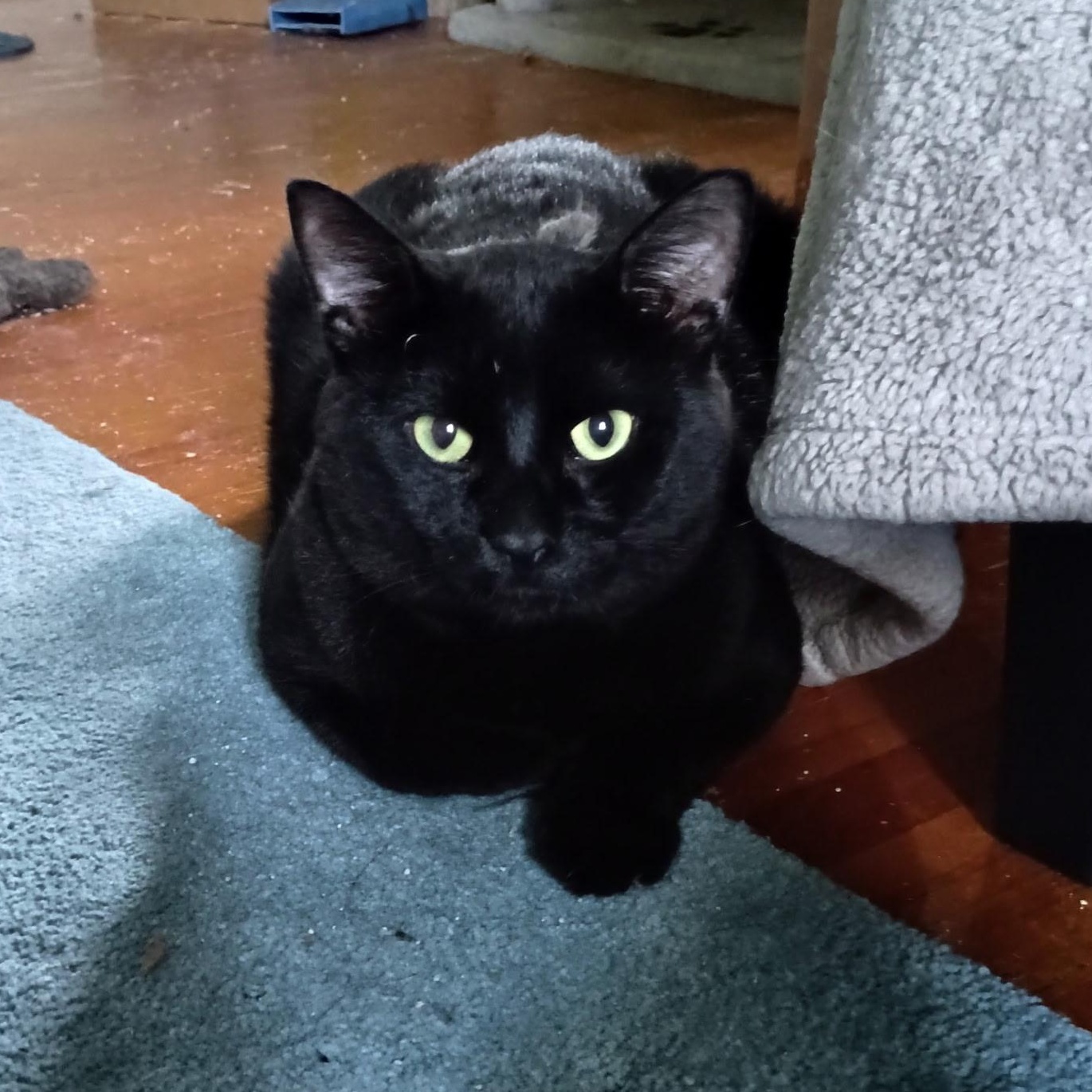 Enlarge Phil, a ADOPTABLE Domestic Short Hair in Minneapolis, MN image 1/5