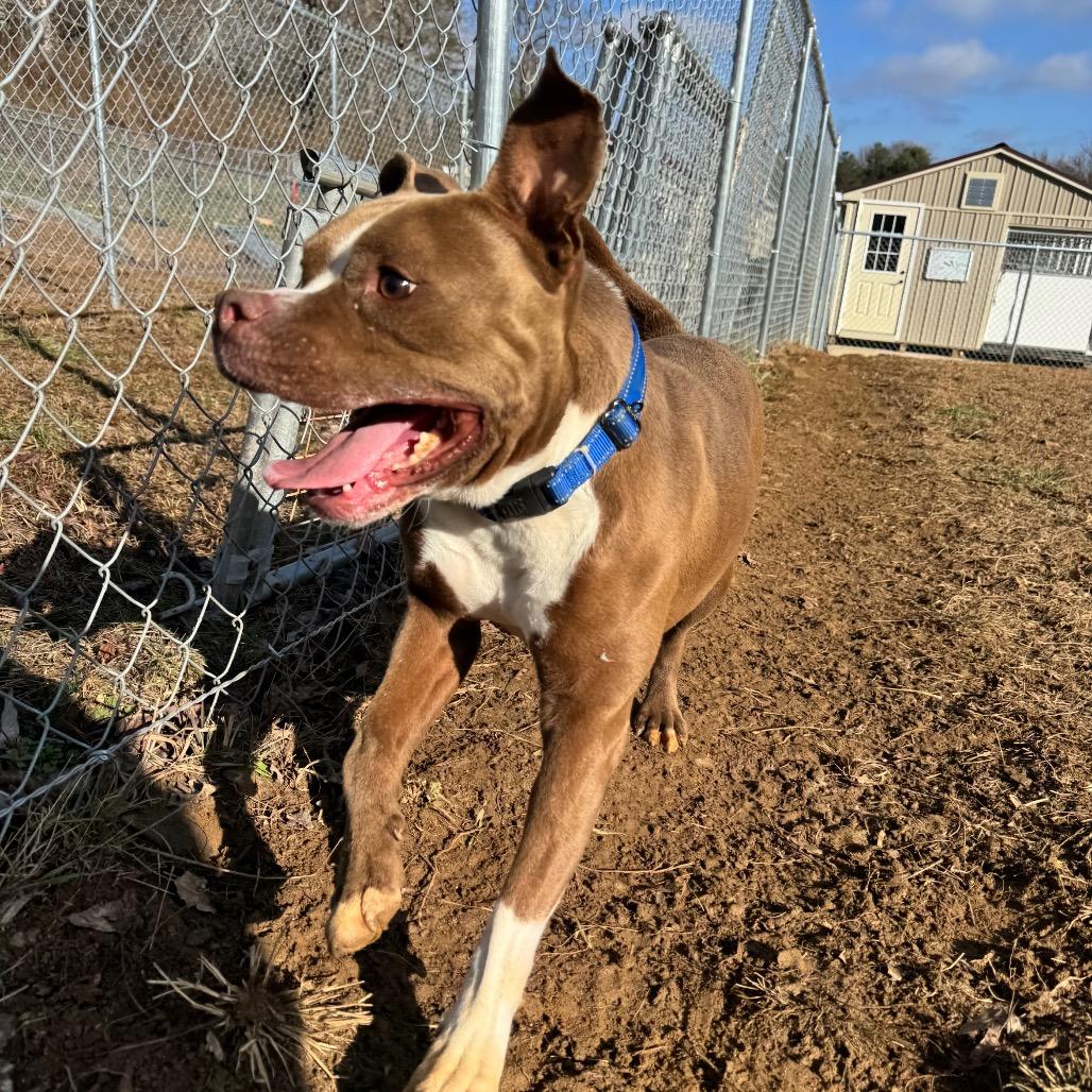 Bankston, Adoptable, Adult Male Pit Bull Terrier.