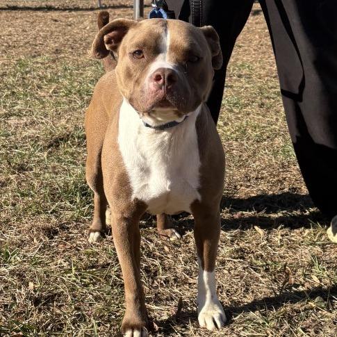 Enlarge Bankston, a Adoptable mixed breed in Blairsville, GA image 2/6