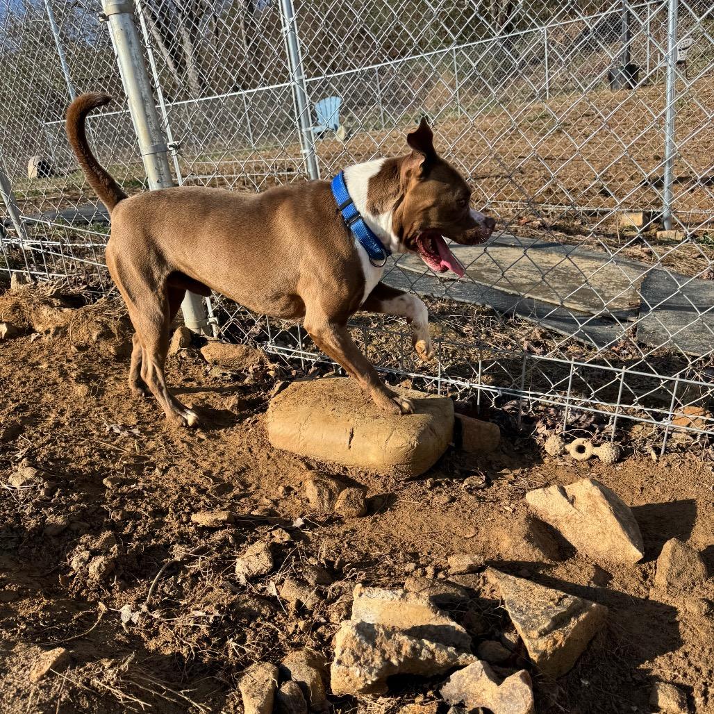 Bankston, a Adoptable Pit Bull Terrier in Blairsville, GA image 2/6