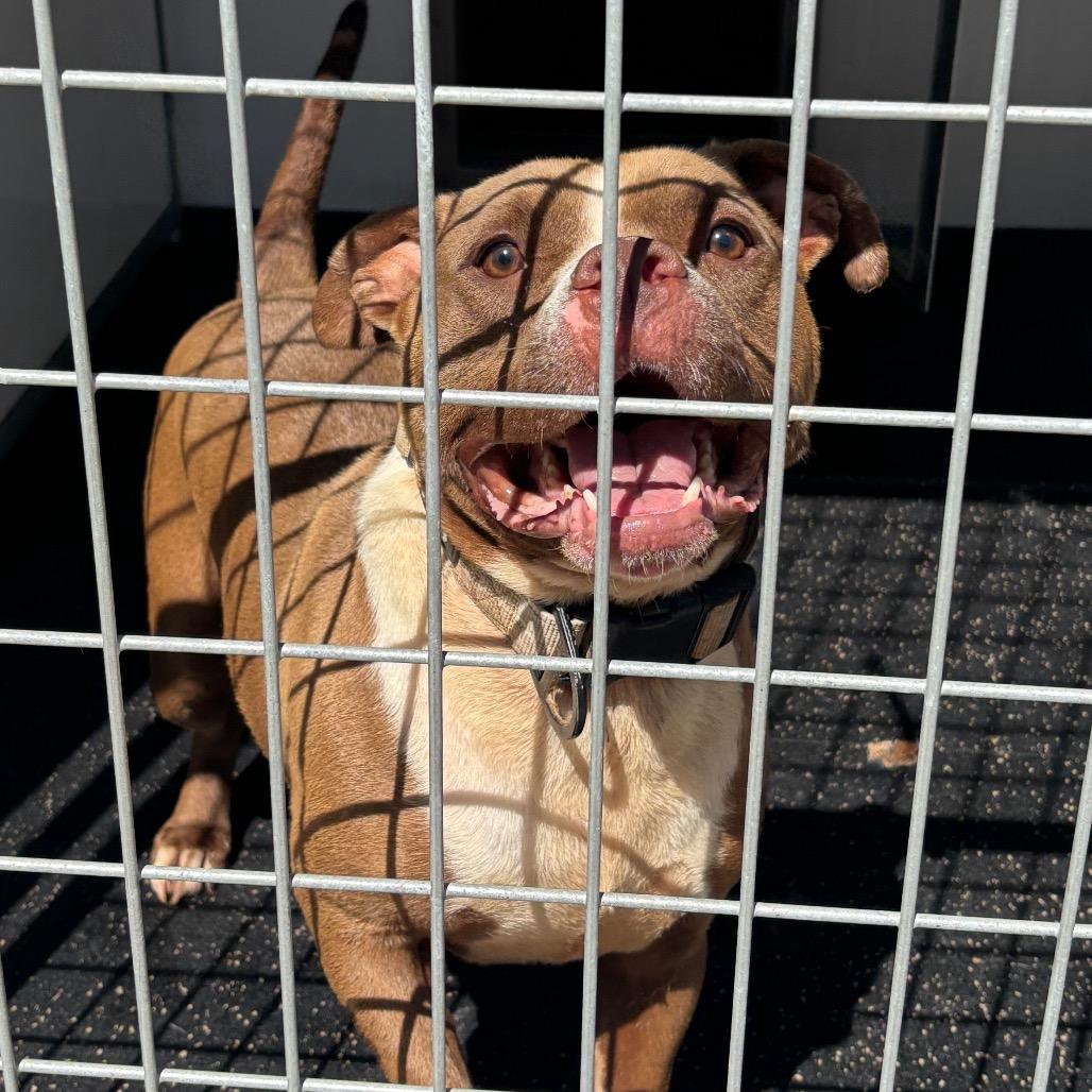 Bankston, a Adoptable Pit Bull Terrier in Blairsville, GA image 3/6