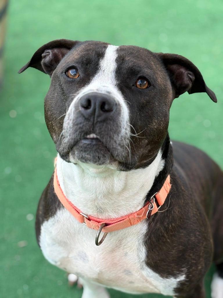 Moe, Adoptable, Adult Male Mixed Breed.