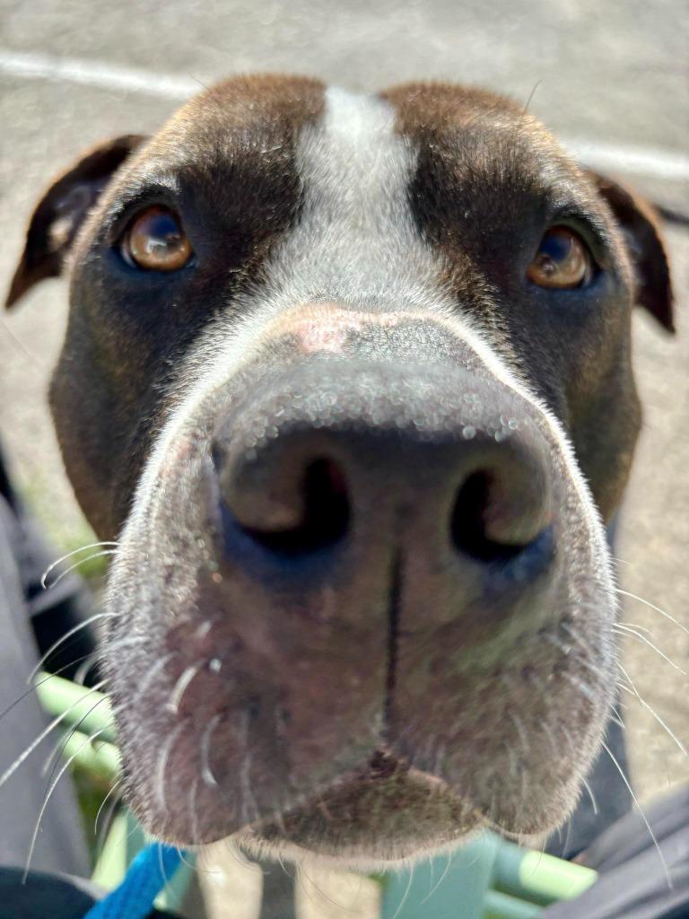 Enlarge Moe, a Adoptable mixed breed in Warren, MI image 1/6