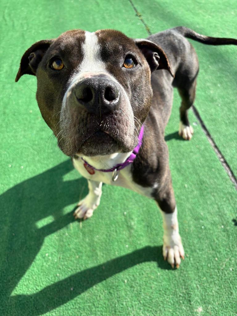 Moe, a Adoptable mixed breed in Warren, MI image 2/6