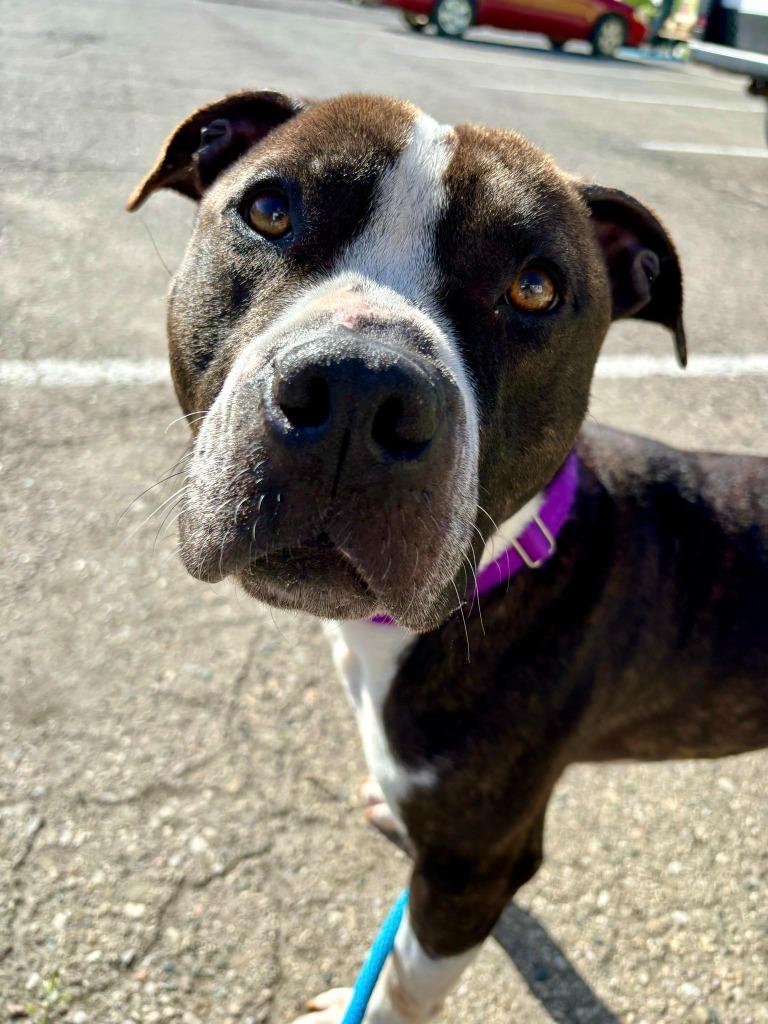 Moe, Adoptable, Adult Male Mixed Breed.