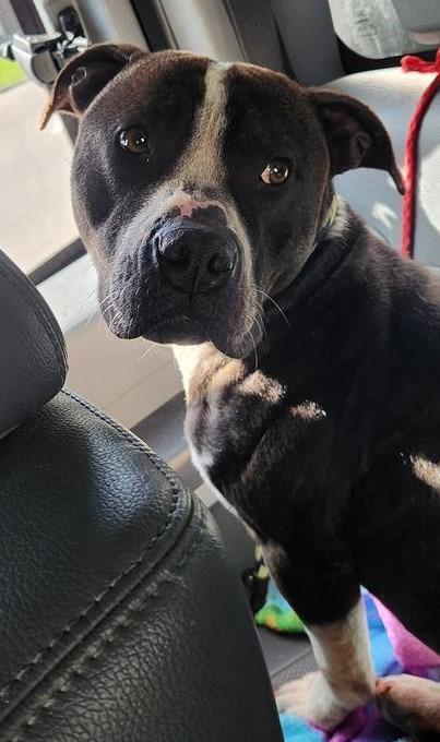 Moe, a Adoptable mixed breed in Warren, MI image 5/6