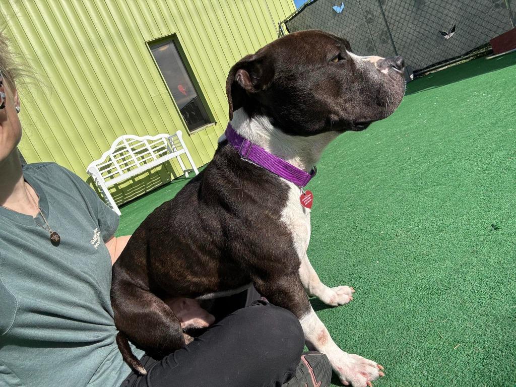 Enlarge Moe, a Adoptable mixed breed in Warren, MI image 6/6