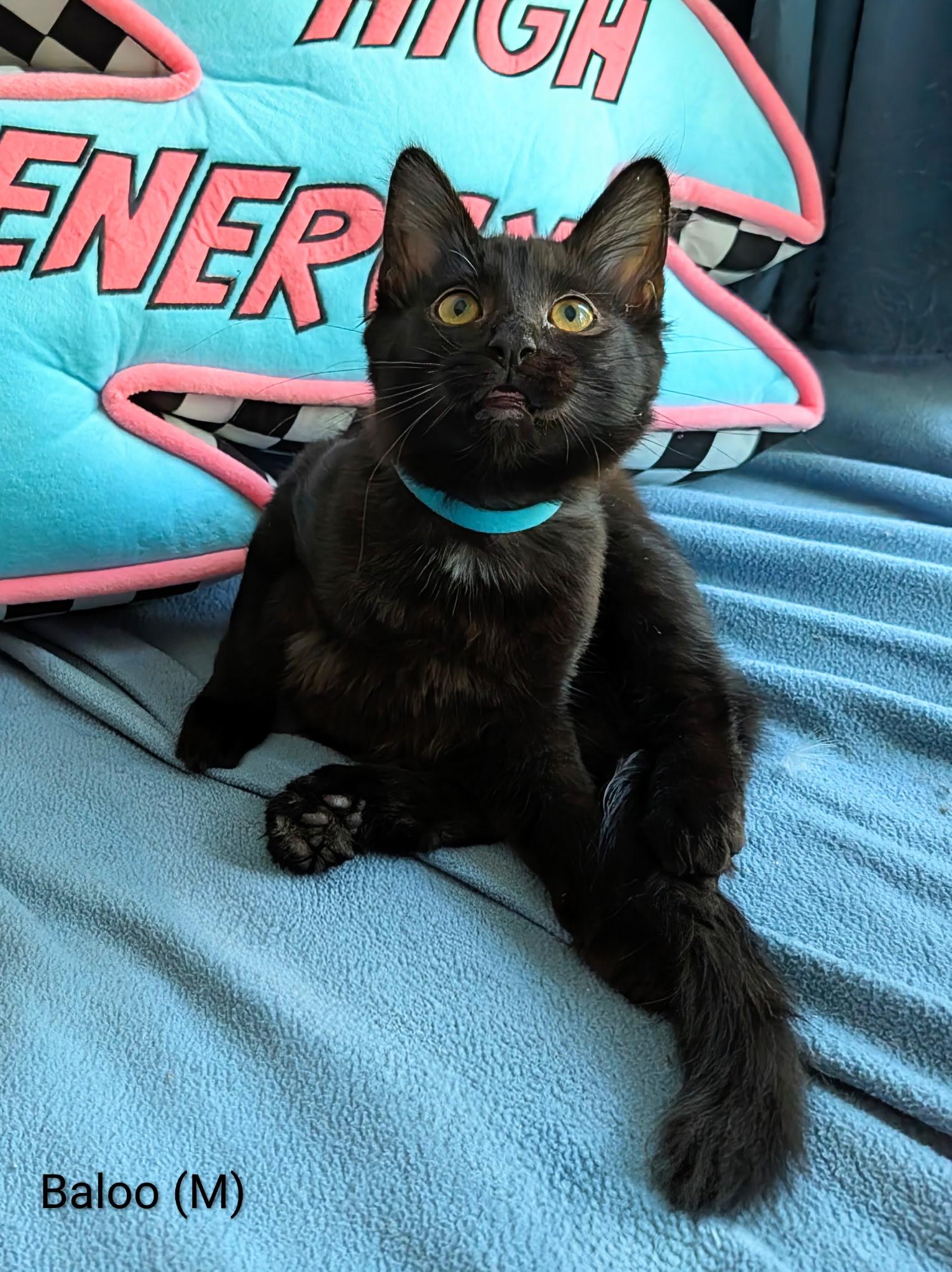 Baloo (the Jungle litter-confident, cuddle bug, loving), Adoptable, Young Male Domestic Short Hair.