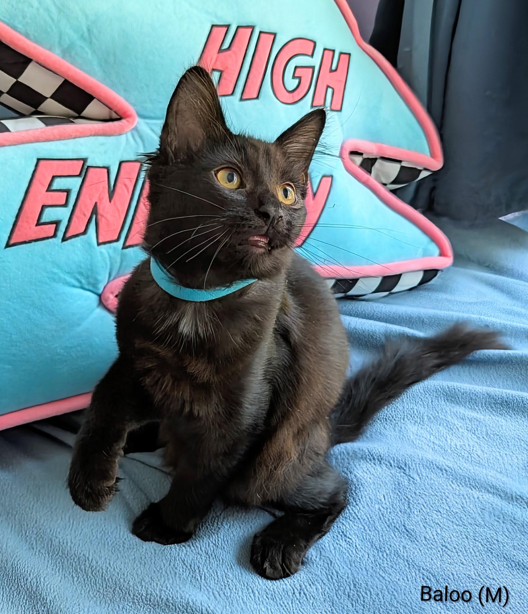 Enlarge Baloo (the Jungle litter-confident, cuddle bug, loving), a Adoptable mixed breed in San Jose, CA image 2/2