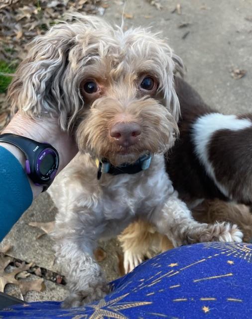 Enlarge Keno, a ADOPTABLE Yorkie Poo in Memphis, TN image 3/4