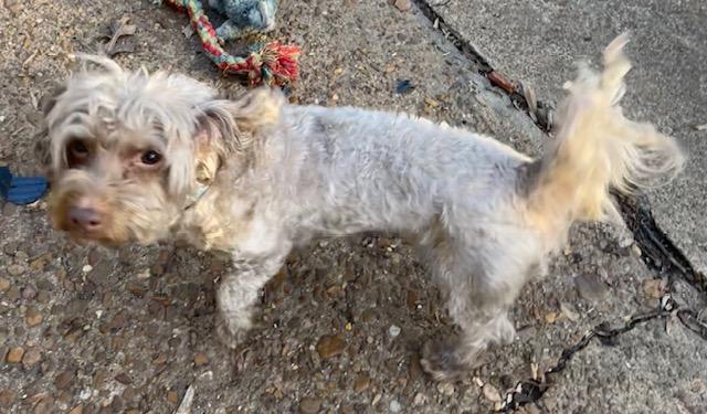 Enlarge Keno, a ADOPTABLE Yorkie Poo in Memphis, TN image 2/4