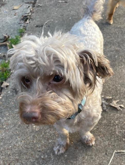 Enlarge Keno, a ADOPTABLE Yorkie Poo in Memphis, TN image 4/4