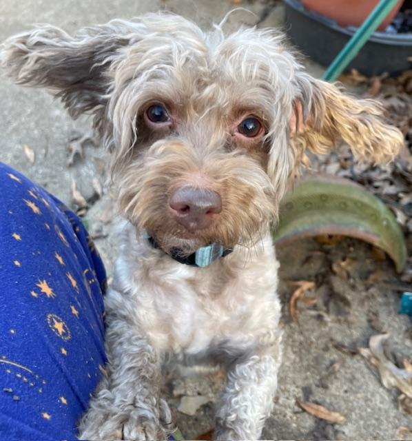 Keno, ADOPTABLE, Adult Male Yorkie Poo.