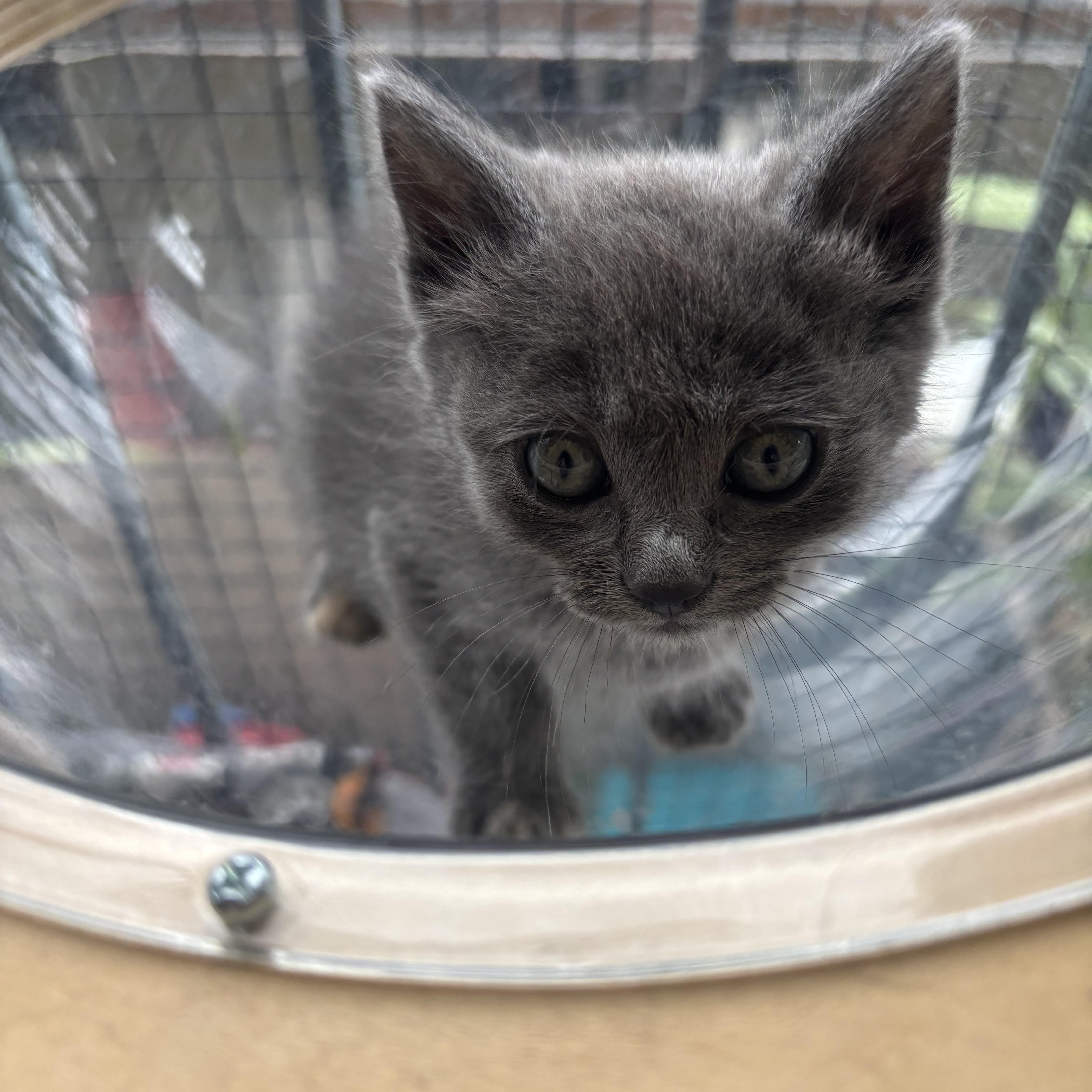 Edward, adopted, Kitten Male Nebelung.