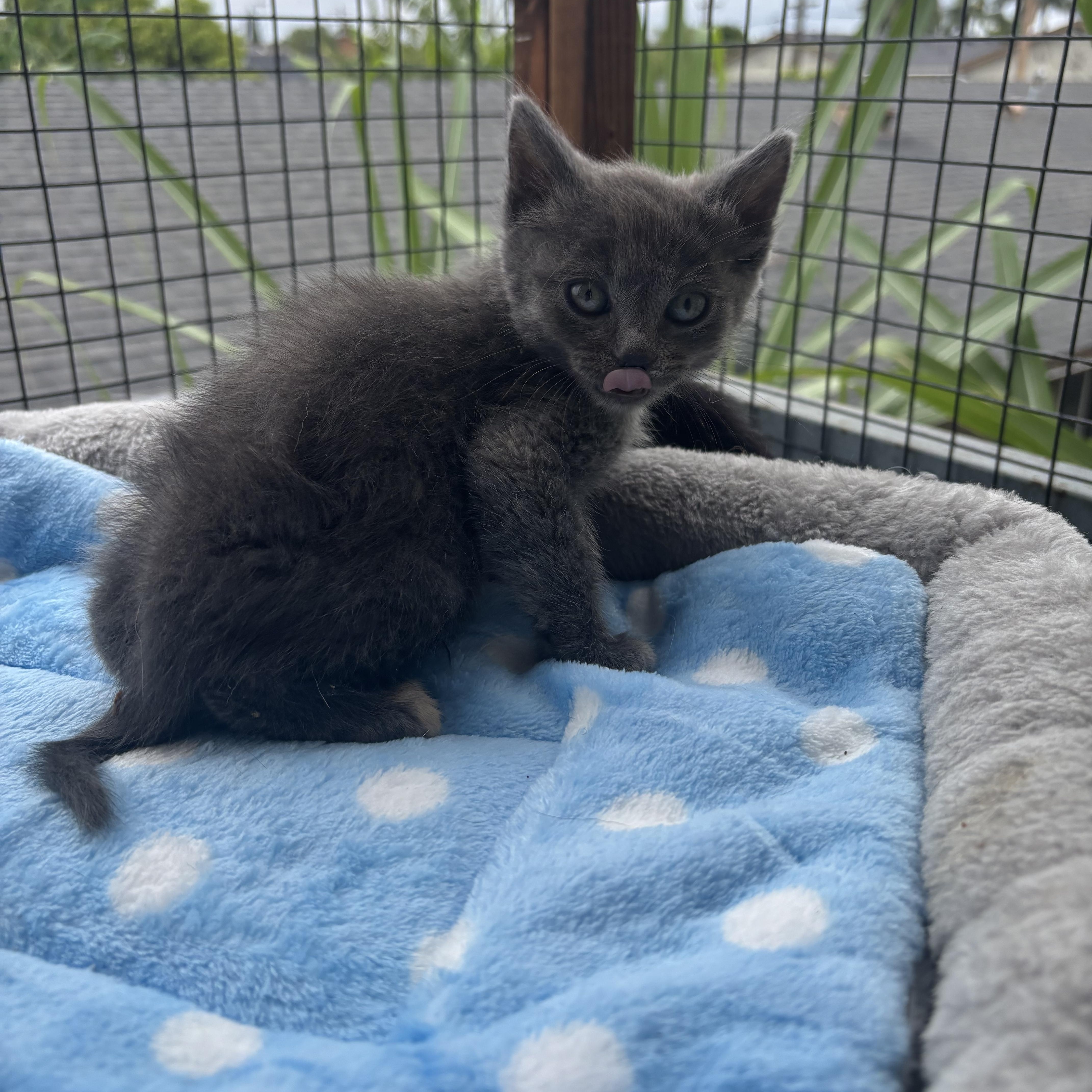 Edward, an adopted Nebelung in Costa Mesa, CA image 4/5