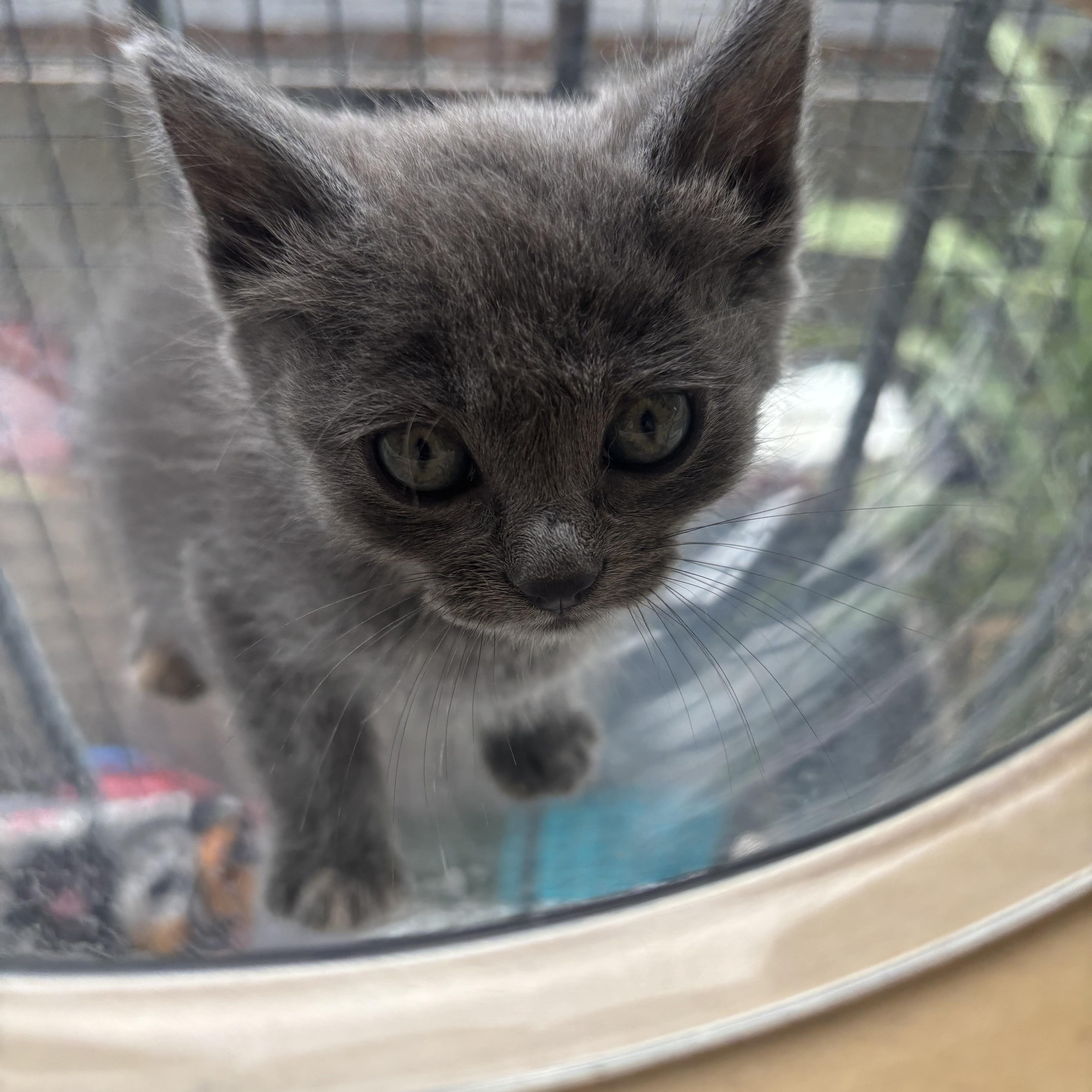 Edward, an adopted Nebelung in Costa Mesa, CA image 5/5